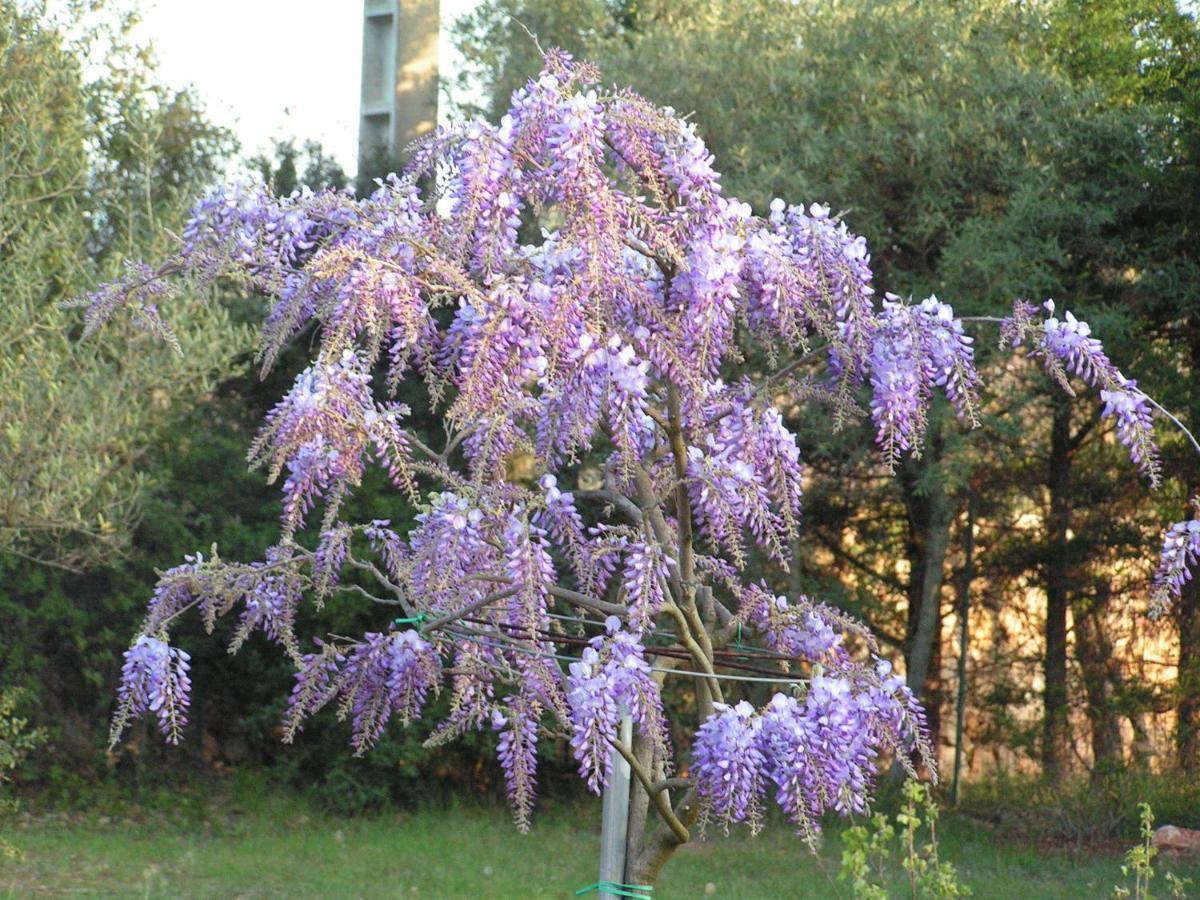 לינה וארוחת בוקר דראגיניאן Le Jardin Des Selves מראה חיצוני תמונה